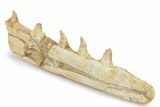 Mosasaur (Halisaurus) Jaw Section with Five Teeth - Morocco #260365-2